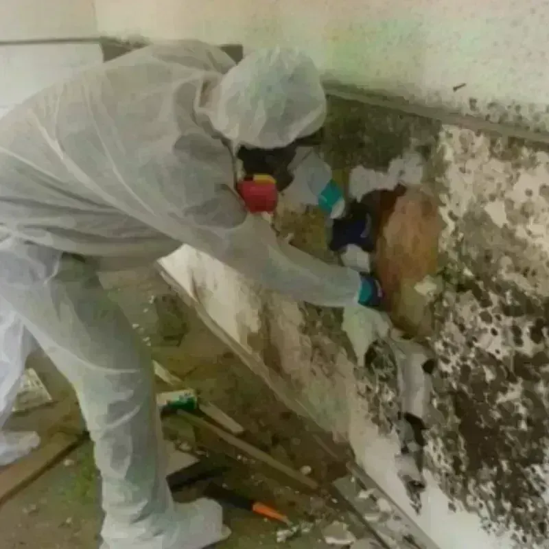 Mold Remediation and Removal in Jacksonville, FL